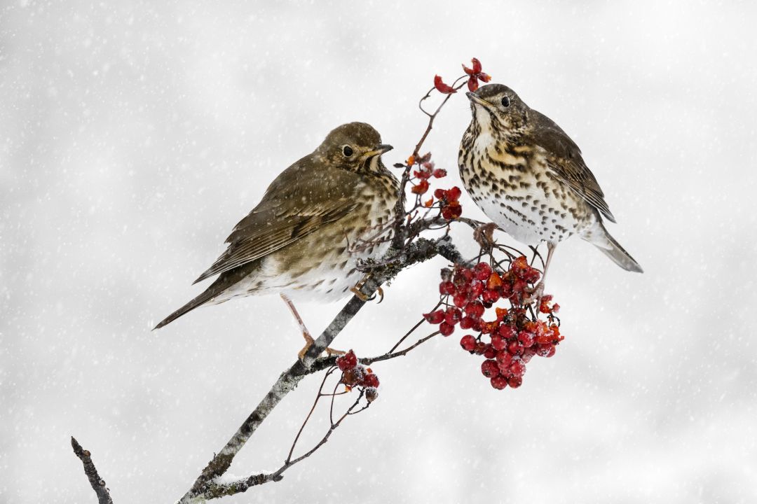 Nikon Z 7II con el 200-400 mm F4 y el adaptador FTZ, F8 a 1/200 s, ISO 2000 y +2/3 EV |  Antonio Vzquez