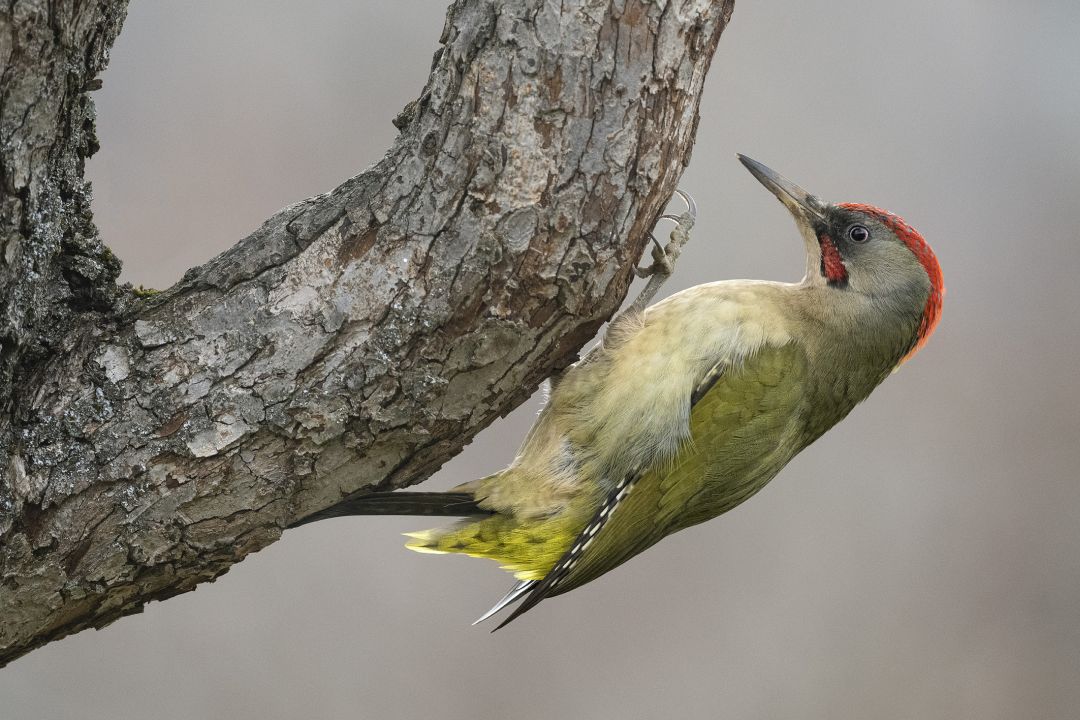 Pito real. Nikon Z 7II con el 200-400 F4 y el adaptador FTZ, F6,3 a 1/125 s, ISO 1600 y -1/3 EV |  Antonio Vzquez