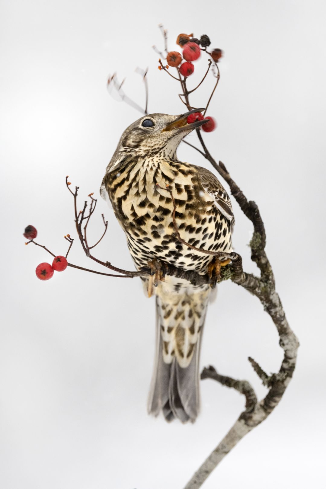 Zorzal charlo. Nikon Z 7II con el 200-400 mm F4 y el adaptador FTZ, ISO 1000, F8 a 1/640 s, +0,3 EV |  Antonio Vzquez