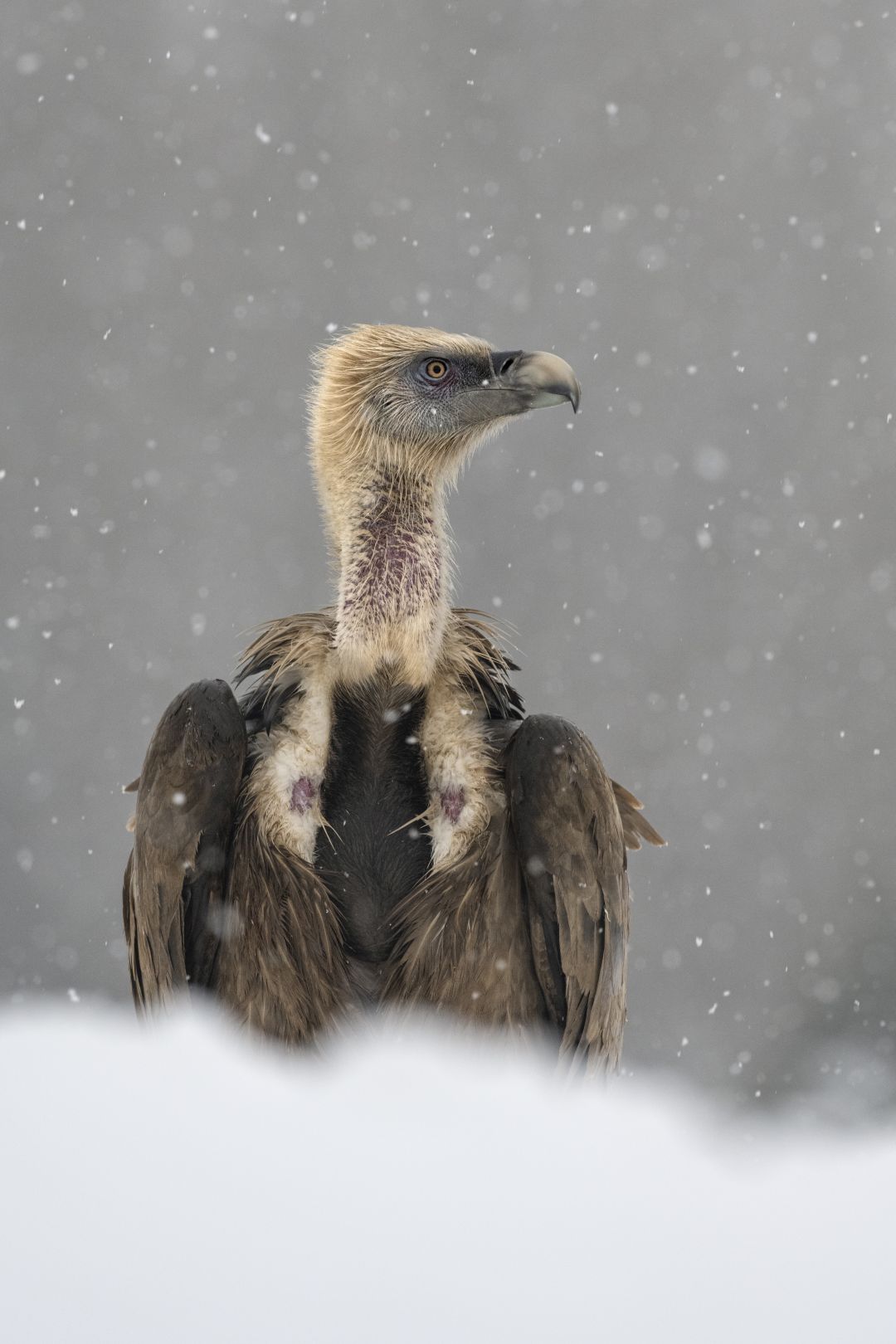 Buitre leonado. Nikon Z 7II con el 200-400 mm F4 y el adaptador FTZ, ISO 1250, F7,1 a 1/800 s. |  Antonio Vzquez