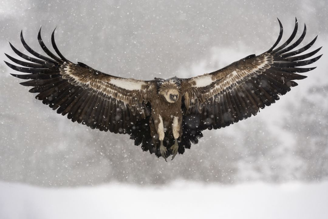 Buitre leonado. Nikon Z 7II con el 200-400 mm F4 y el adaptador FTZ, ISO 2000, F5,6 a 1/3200 s. y -1/3 EV |  Antonio Vzquez