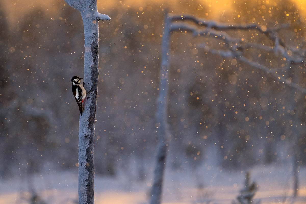 Nikon Z 9 + NIKKOR Z 100-400mm f/4.5-5.6 VR S + TELECONVERSOR Z TC-1.4x | F8 a 1/1.250 s, ISO 2.000 y -1/3 EV |  Antonio Vzquez