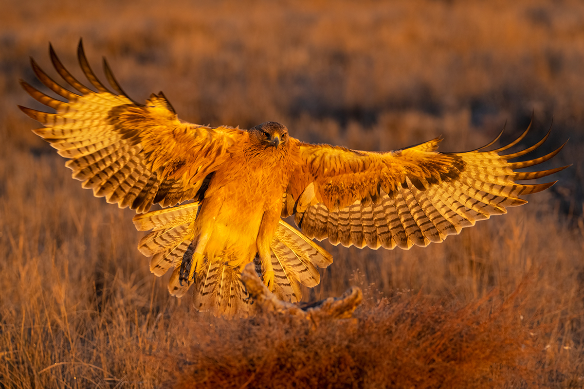 Nikon Z 9 + NIKKOR Z 100-400mm f/4.5-5.6 VR S + TELECONVERSOR Z TC-1.4x | F7,1 y 1/640 s , ISO 2.000 |  Antonio Vzquez