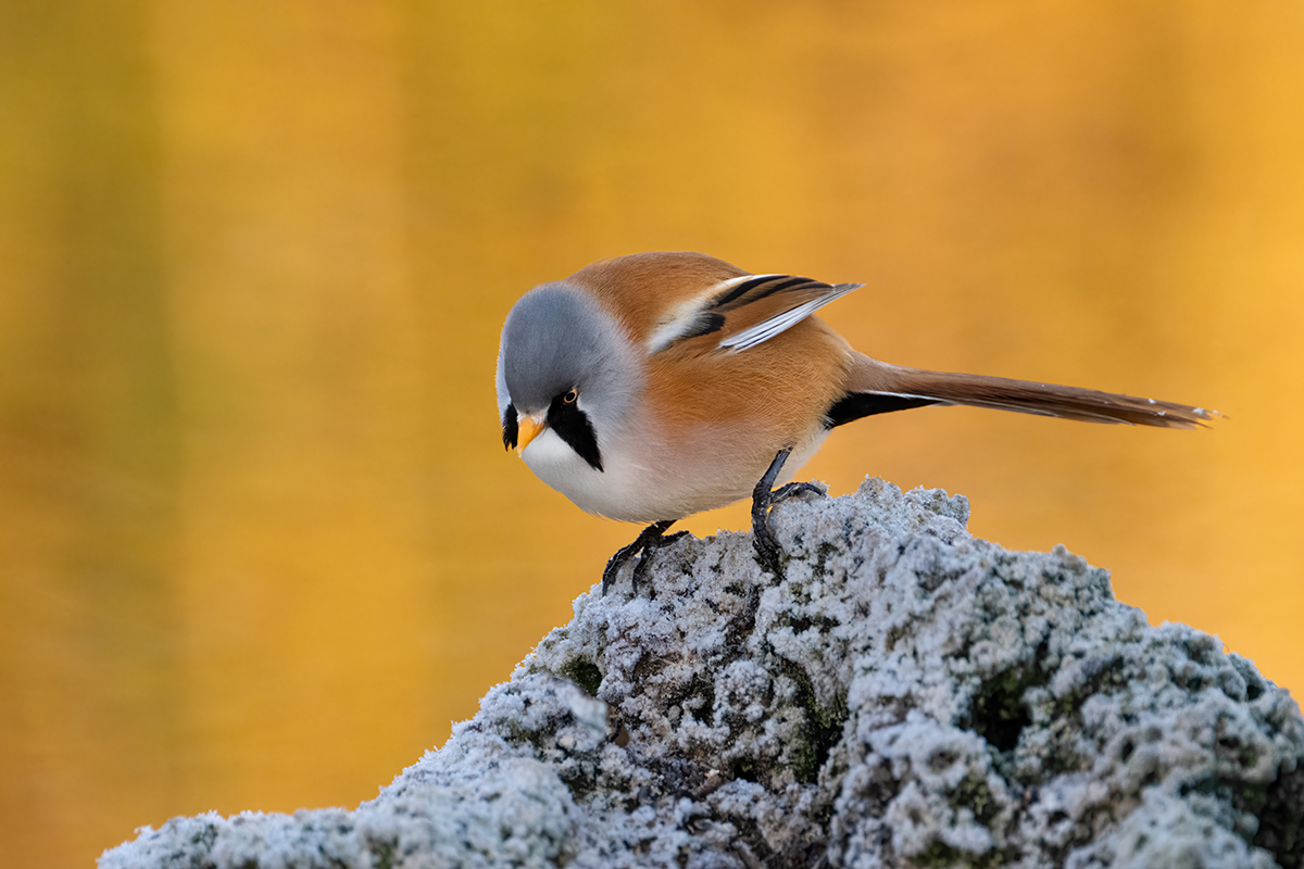 Nikon Z 9 + NIKKOR Z 100-400mm f/4.5-5.6 VR S + TELECONVERSOR Z TC-1.4x | ISO 3.200, F8 a 1/250 s y +1/3 EV |  Antonio Vzquez