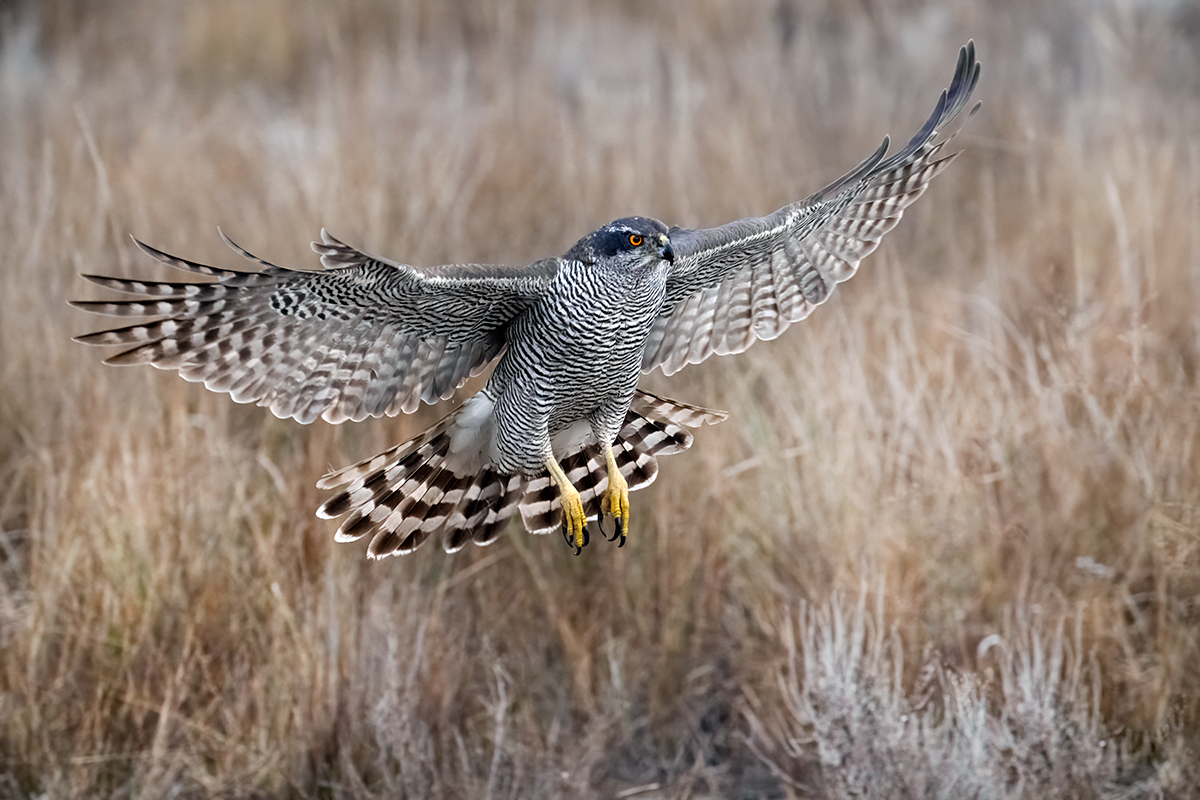 Nikon Z 9 + NIKKOR Z 100-400mm f/4.5-5.6 VR S + TELECONVERSOR Z TC-1.4x | ISO 6.400, F7,1 a 1/800 s y -1/3 EV |  Antonio Vzquez