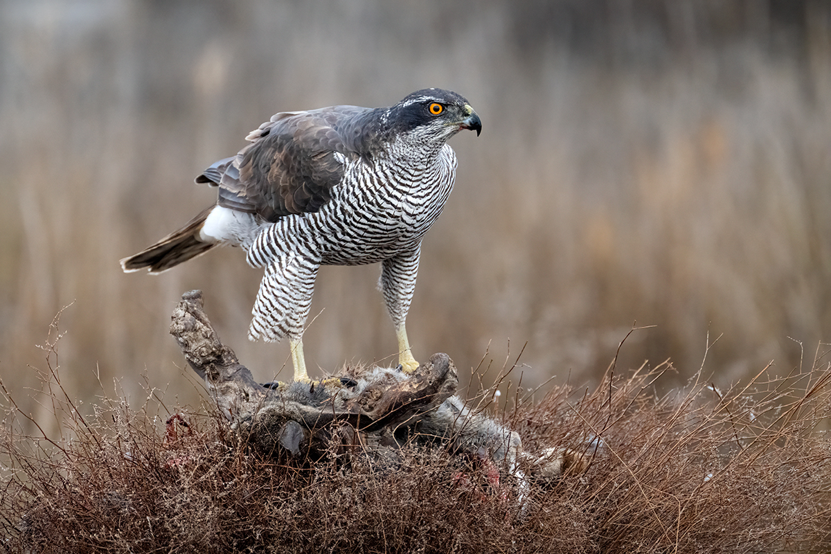 Nikon Z 9 + NIKKOR Z 100-400mm f/4.5-5.6 VR S + TELECONVERSOR Z TC-1.4x | ISO 5.000, F8 a 1/500 s y -1/3 EV |  Antonio Vzquez