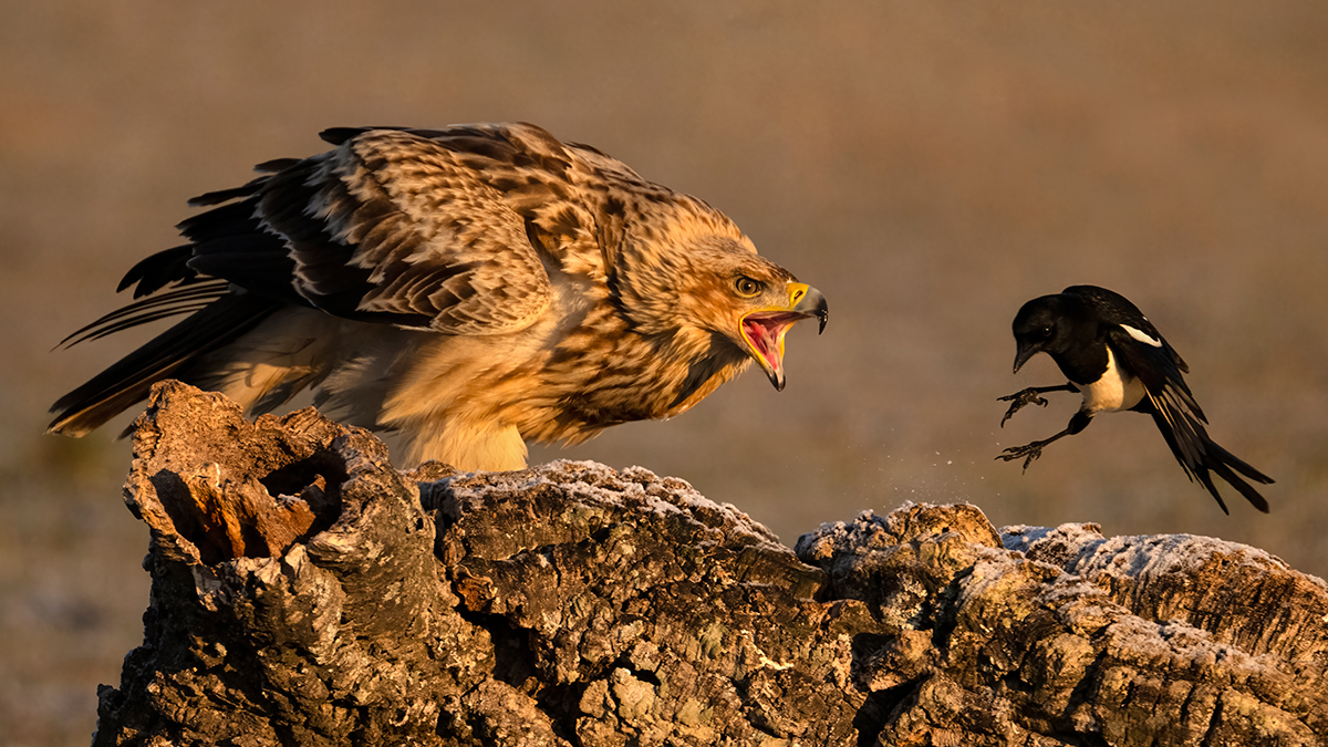 Nikon Z 9 + NIKKOR Z 100-400mm f/4.5-5.6 VR S + TELECONVERSOR Z TC-1.4x | ISO 2.000, F8 a 1/1.600 s y -1/3 EV |  Antonio Vzquez