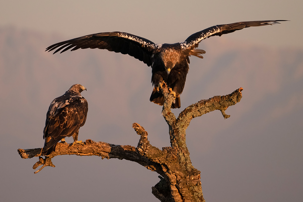 Nikon Z 9 + NIKKOR Z 100-400mm f/4.5-5.6 VR S + TELECONVERSOR Z TC-1.4x | ISO 2.000, F7,6 a 1/1.250 s. |  Antonio Vzquez