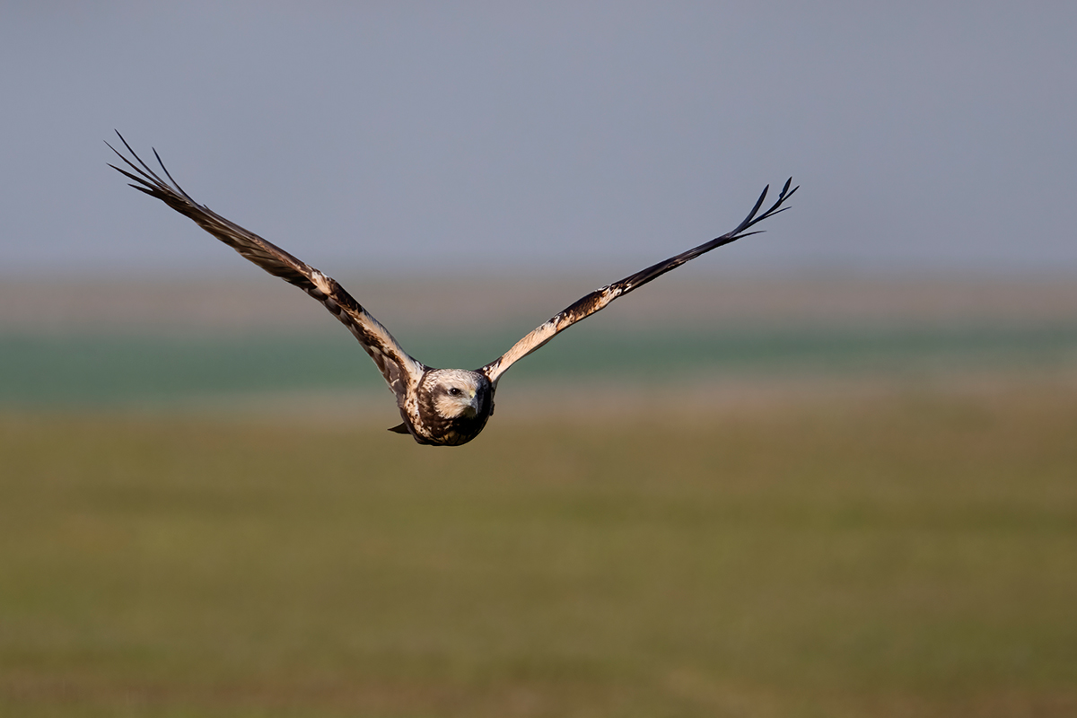 Nikon Z 9 + NIKKOR Z 100-400mm f/4.5-5.6 VR S + TELECONVERSOR Z TC-1.4x | ISO 640, F8 a 1/1.000 s y -1/3 EV |  Antonio Vzquez