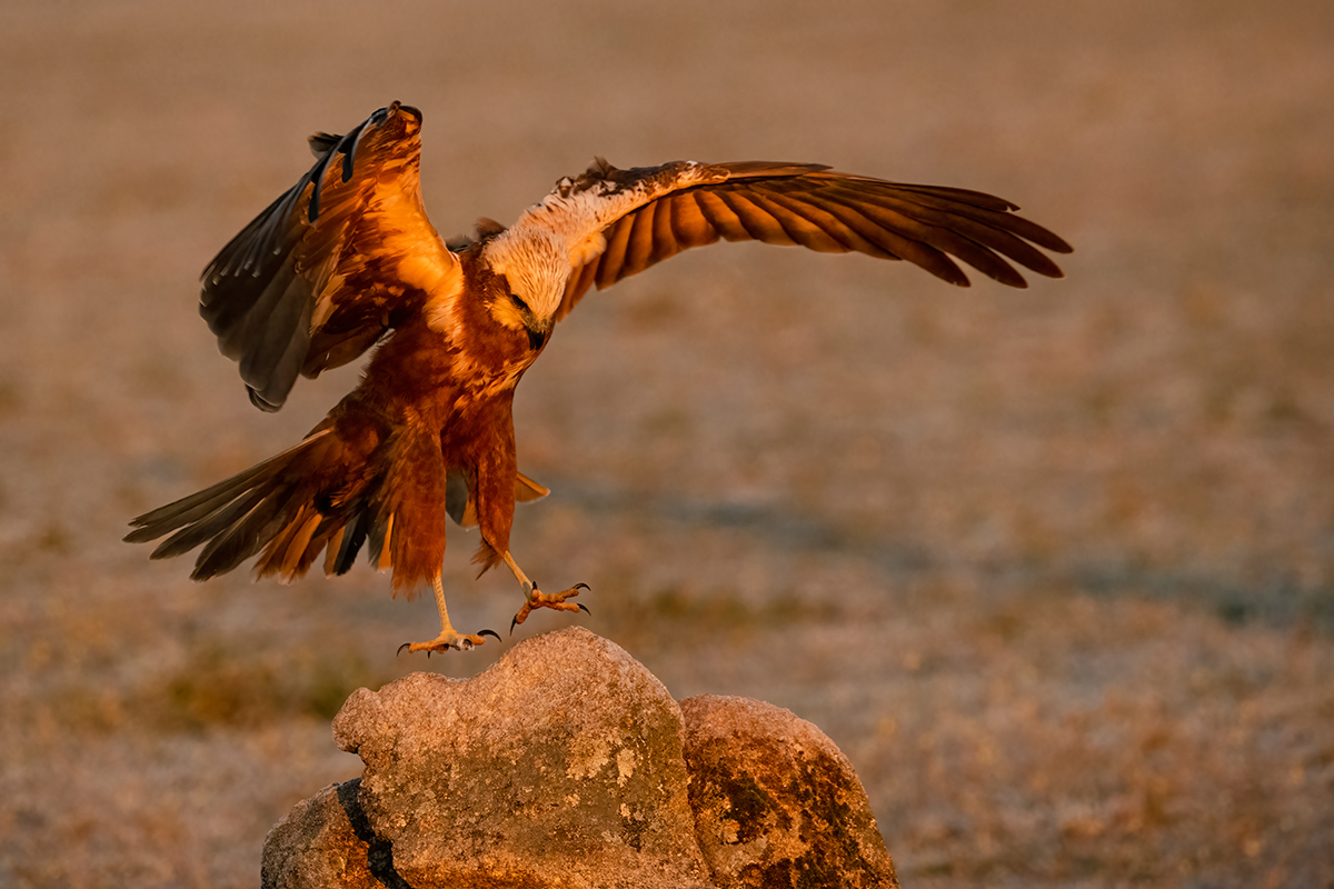 Nikon Z 9 + NIKKOR Z 100-400mm f/4.5-5.6 VR S + TELECONVERSOR Z TC-1.4x | ISO 640, F7,6 a 1/2.000 s y -1/3EV |  Antonio Vzquez