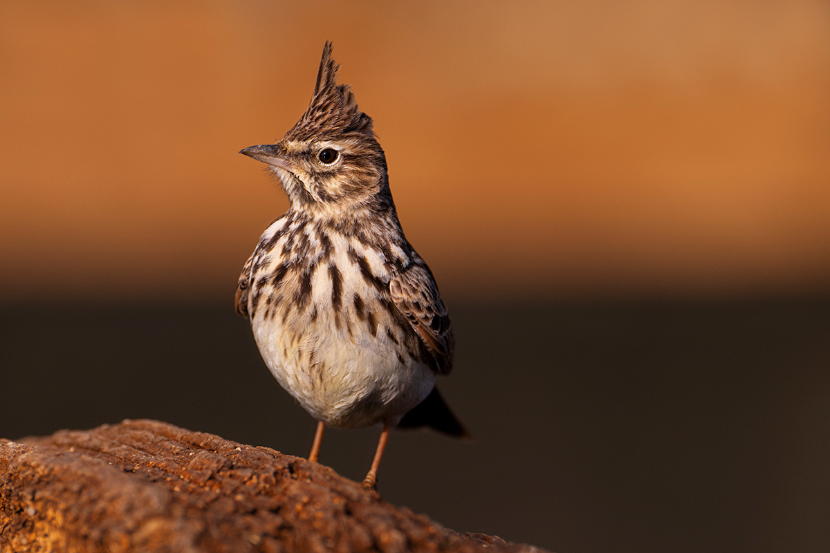 Nikon Z 9 + NIKKOR Z 100-400mm f/4.5-5.6 VR S | ISO 500, F7,6 a 1/1.250 s y -1/3 EV |  Antonio Vzquez