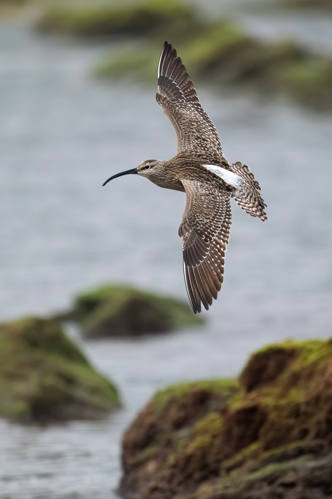 Nikon Z 8 con el 800 mm F6,3 VR S a F7,1 y 1/2500 s, ISO 2000 |  Antonio Vzquez