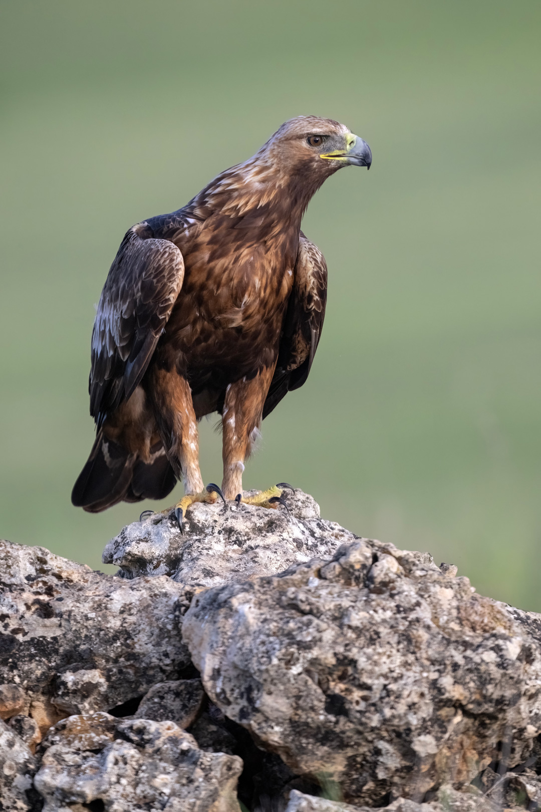 Nikon Z 8 con el 400 mm F2.8 TC-VR S con el TC1.4 a F5 y 1/1250 s, ISO 1000 |  Antonio Vzquez