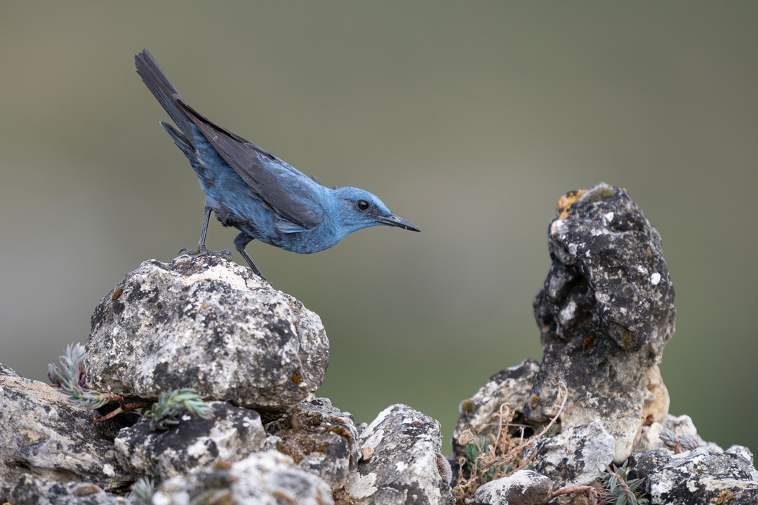 Nikon Z 8 con el 400 mm F2.8 TC-VR S y el TC1,4 a F5 y 1/2000 s, ISO 800 |  Antonio Vzquez