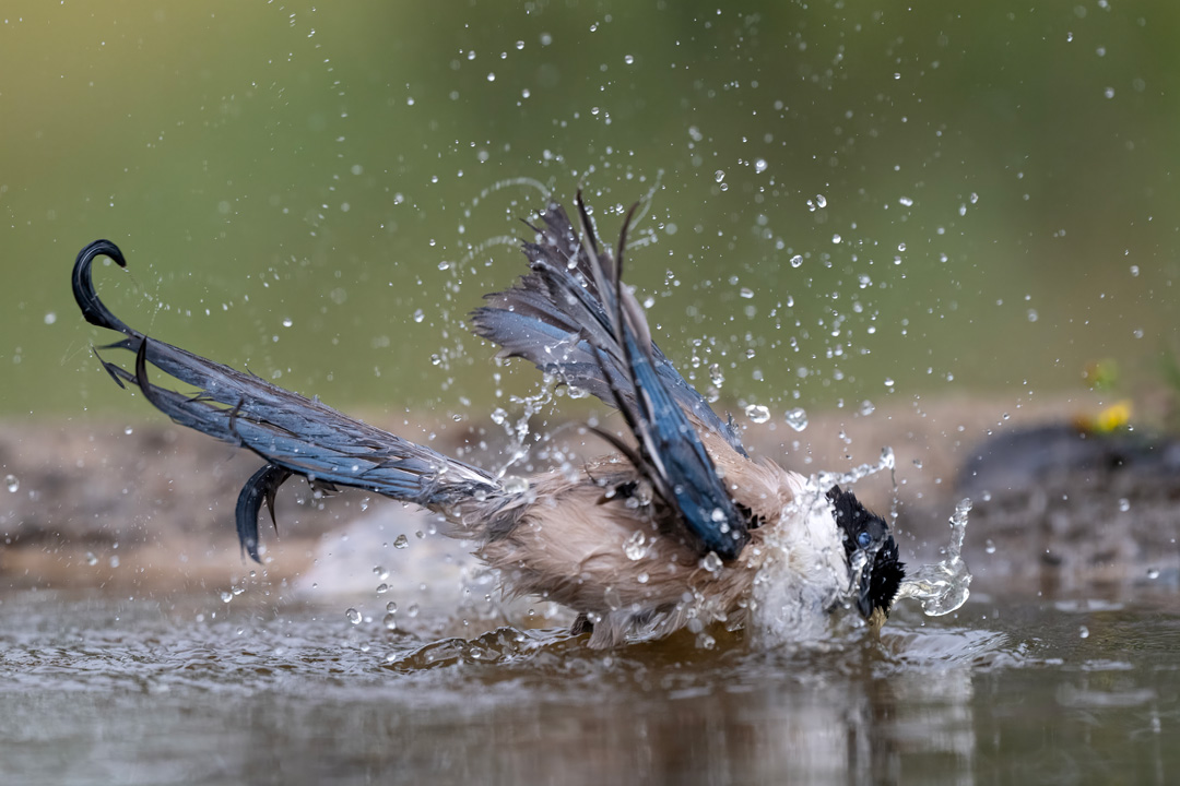 Nikon Z 8 con el 400 mm F2.8 TC-VR S a F4 y 1/2500 s, ISO 1250 |  Antonio Vzquez