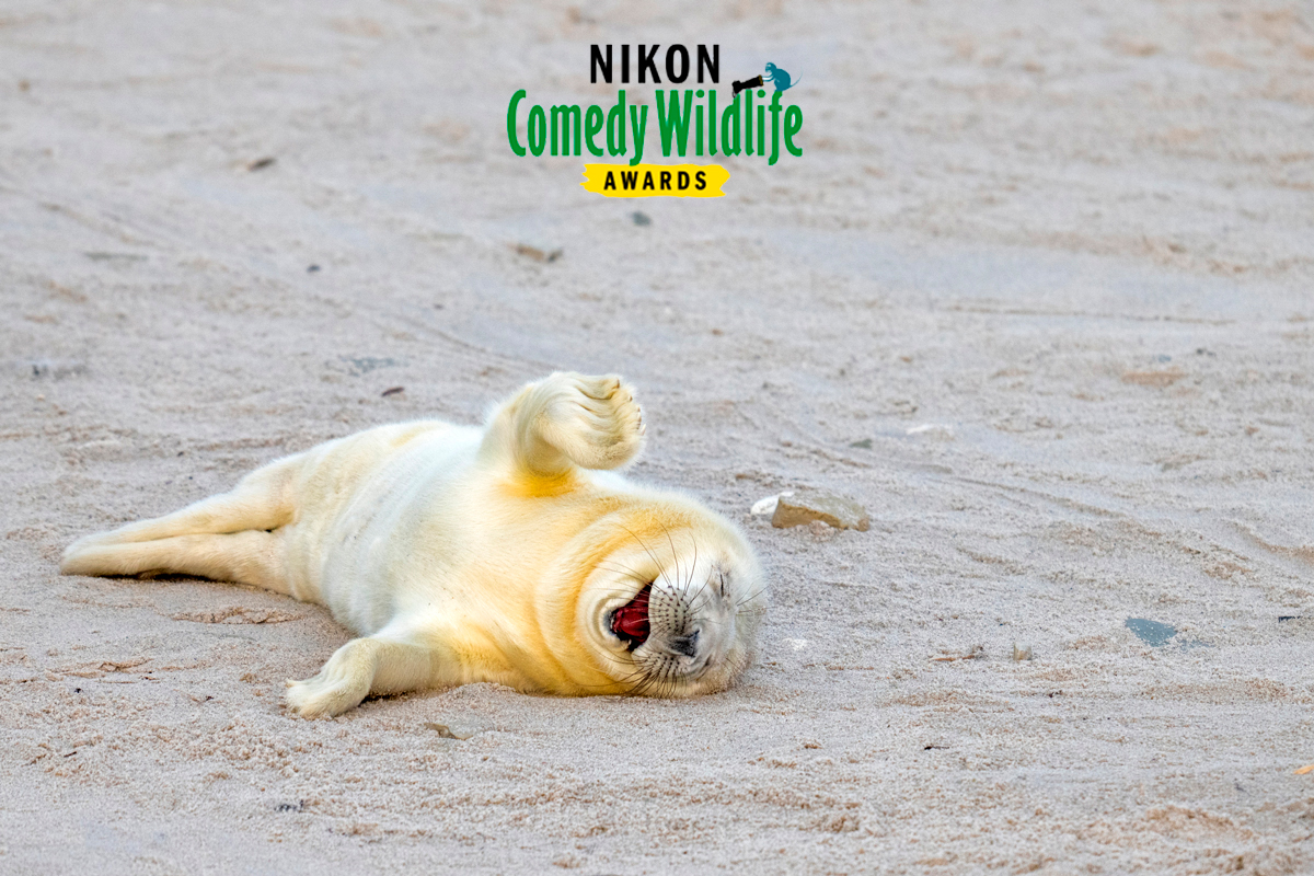 Nikon revela as imagens hilariantes dos candidatos aos Comedy Wildlife